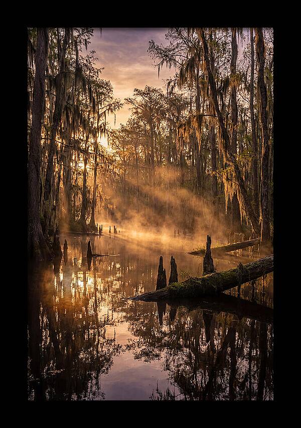 Okefenokee Swamp Serenity
