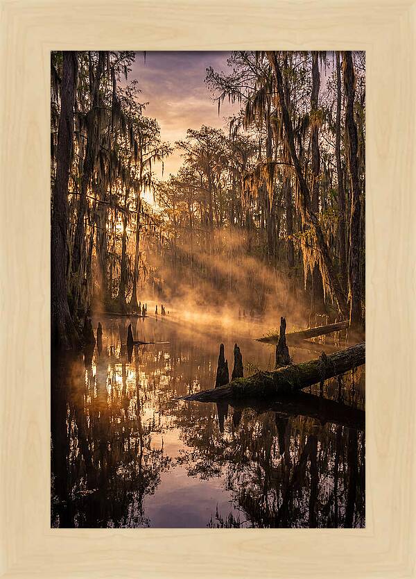 Okefenokee Swamp Serenity