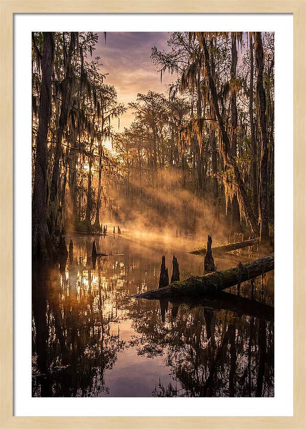 Okefenokee Swamp Serenity