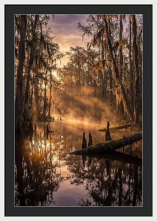 Okefenokee Swamp Serenity