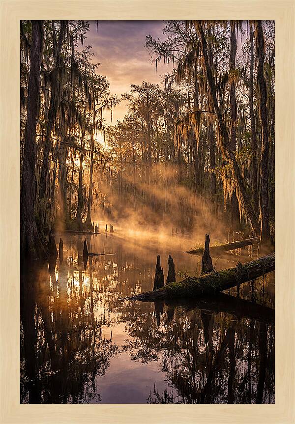 Okefenokee Swamp Serenity