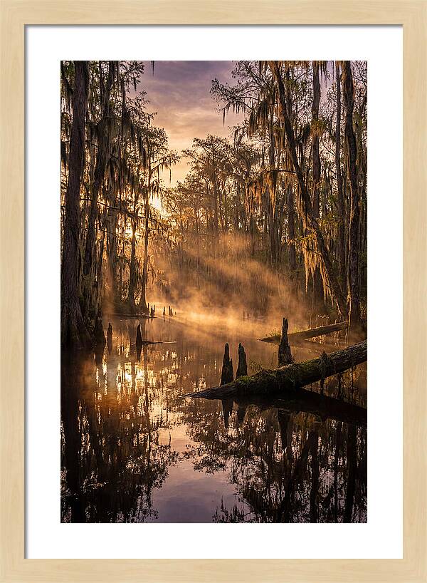 Okefenokee Swamp Serenity