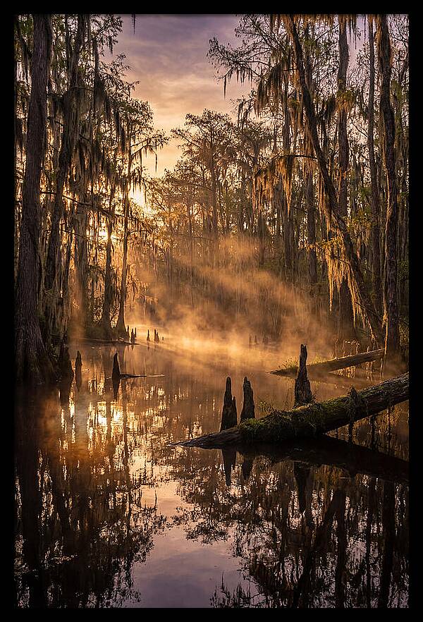 Okefenokee Swamp Serenity