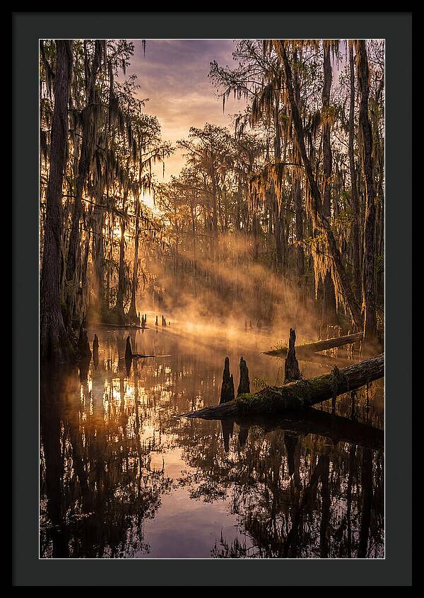 Okefenokee Swamp Serenity