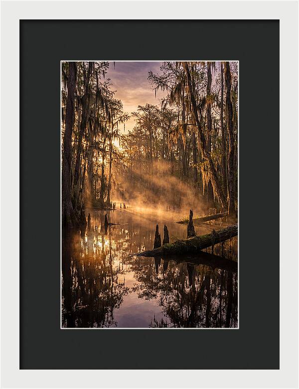 Okefenokee Swamp Serenity