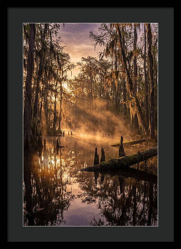 Okefenokee Swamp Serenity