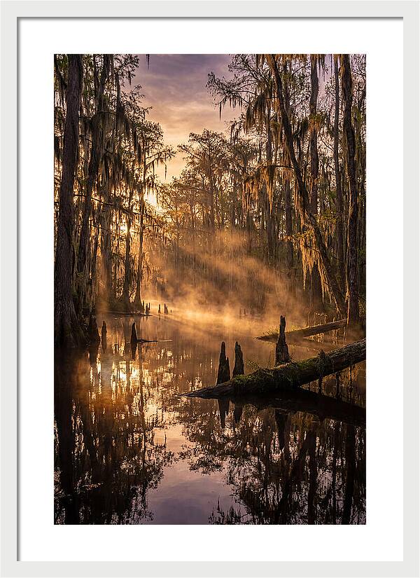 Okefenokee Swamp Serenity