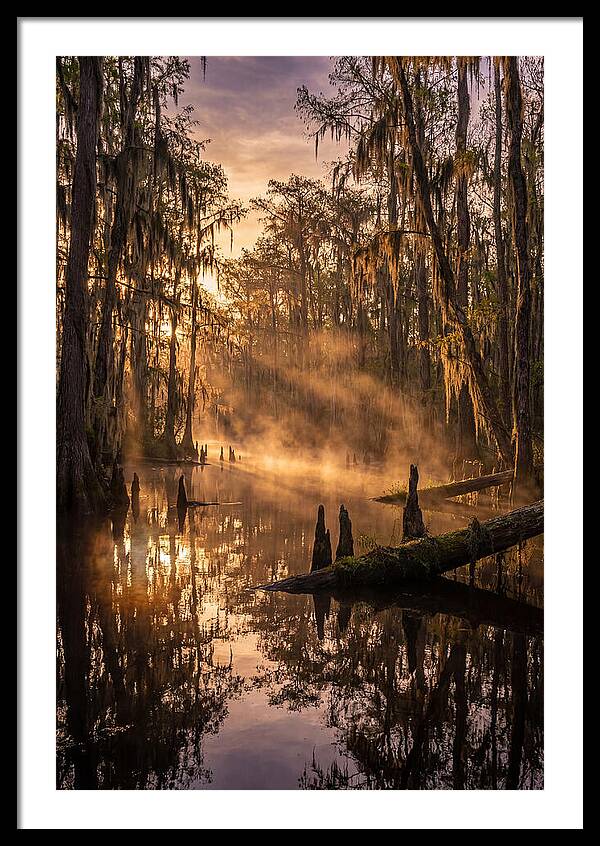 Okefenokee Swamp Serenity