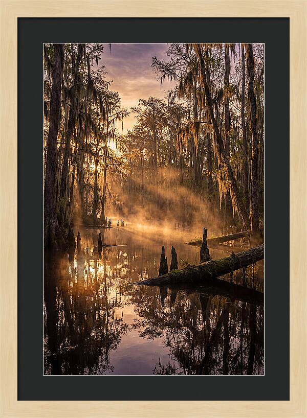 Okefenokee Swamp Serenity