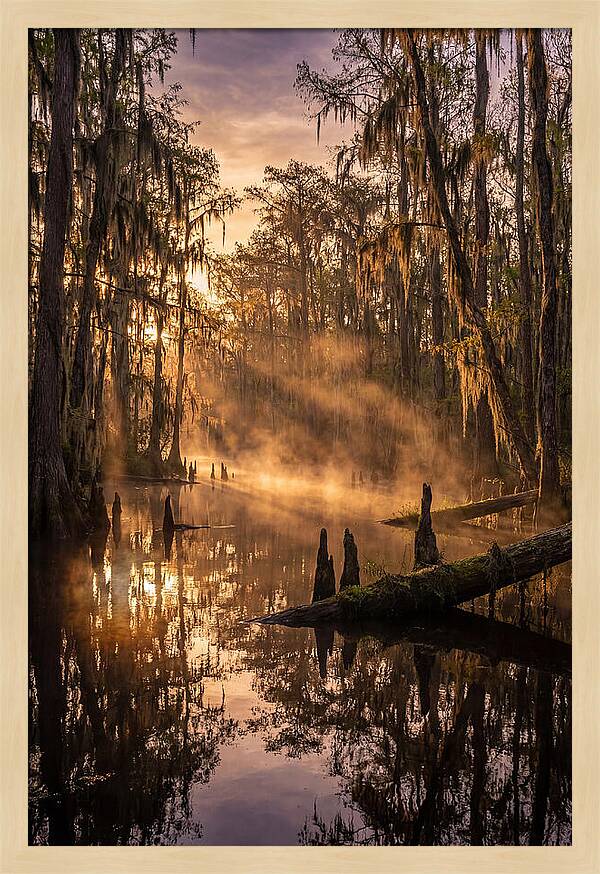 Okefenokee Swamp Serenity