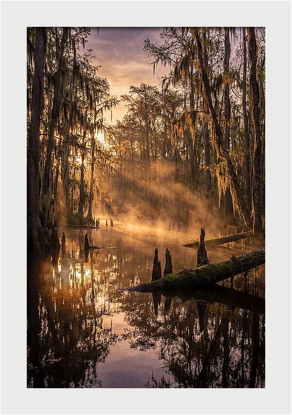 Okefenokee Swamp Serenity