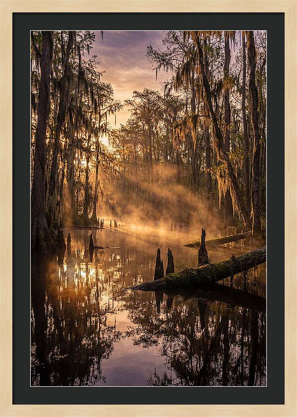 Okefenokee Swamp Serenity