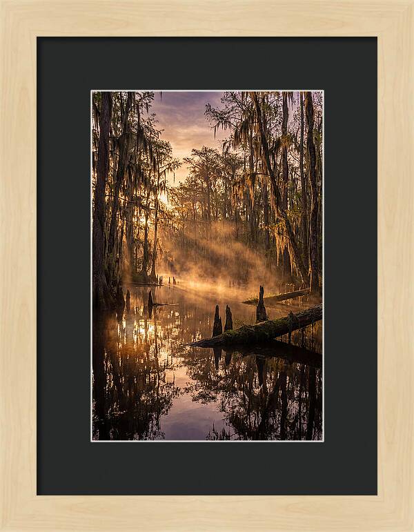 Okefenokee Swamp Serenity
