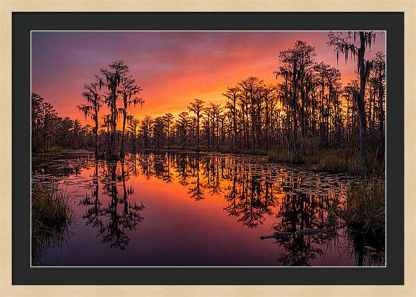 Okefenokee Swamp Sunset Reflections