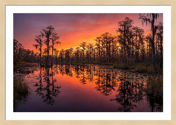 Okefenokee Swamp Sunset Reflections