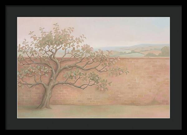 Old Apple Tree Espaliered Against Wall