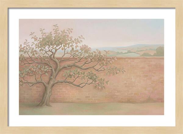 Old Apple Tree Espaliered Against Wall