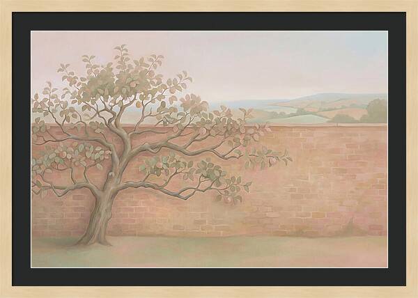 Old Apple Tree Espaliered Against Wall