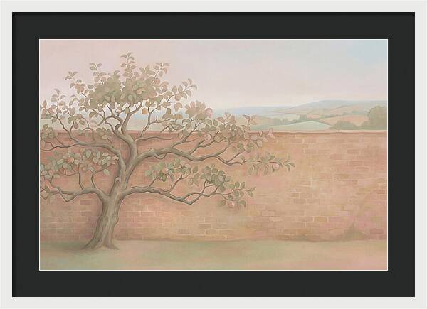 Old Apple Tree Espaliered Against Wall