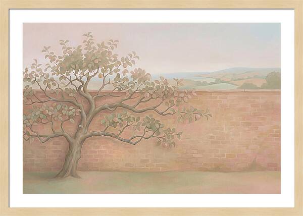 Old Apple Tree Espaliered Against Wall