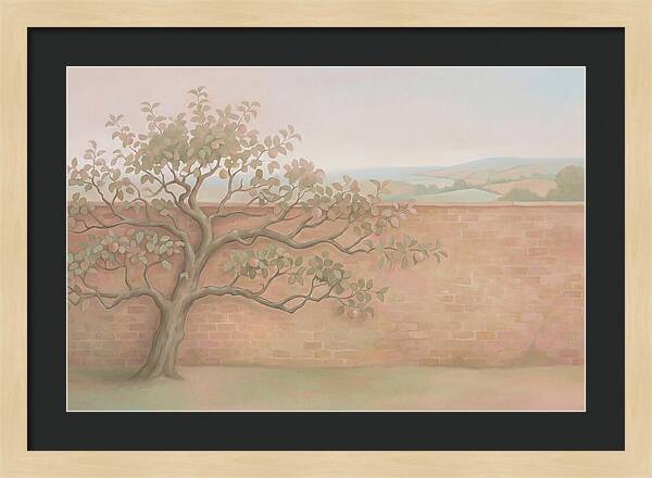Old Apple Tree Espaliered Against Wall