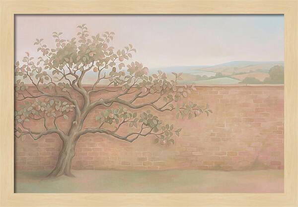 Old Apple Tree Espaliered Against Wall