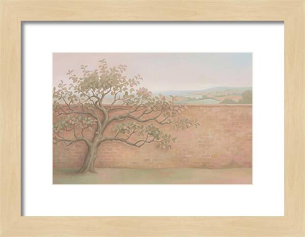 Old Apple Tree Espaliered Against Wall