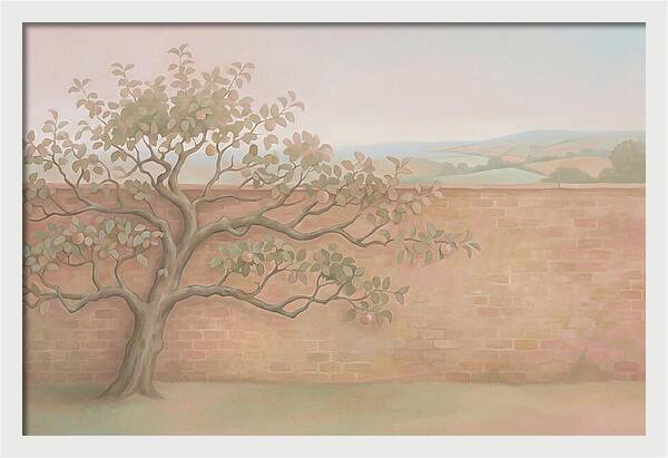 Old Apple Tree Espaliered Against Wall