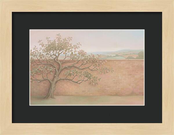 Old Apple Tree Espaliered Against Wall