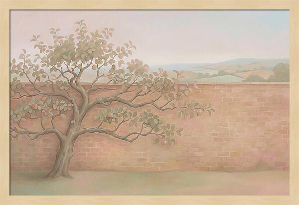 Old Apple Tree Espaliered Against Wall