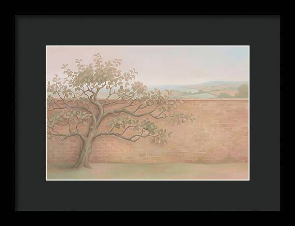 Old Apple Tree Espaliered Against Wall