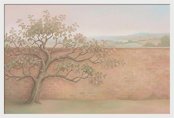 Old Apple Tree Espaliered Against Wall