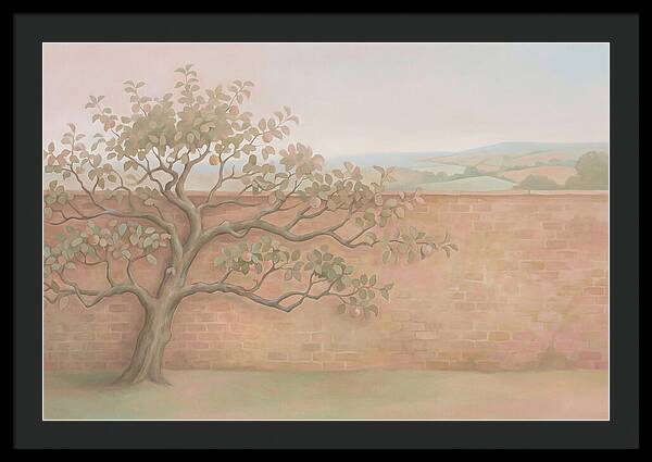 Old Apple Tree Espaliered Against Wall