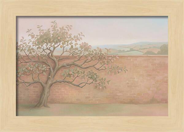 Old Apple Tree Espaliered Against Wall