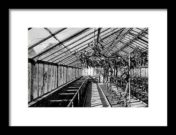 Old Garden Glasshouse With Grapes Growing