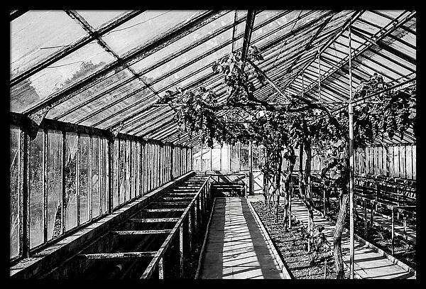 Old Garden Glasshouse With Grapes Growing