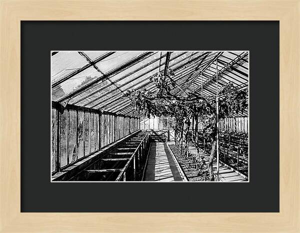 Old Garden Glasshouse With Grapes Growing