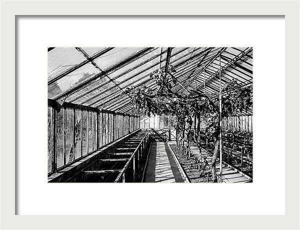 Old Garden Glasshouse With Grapes Growing