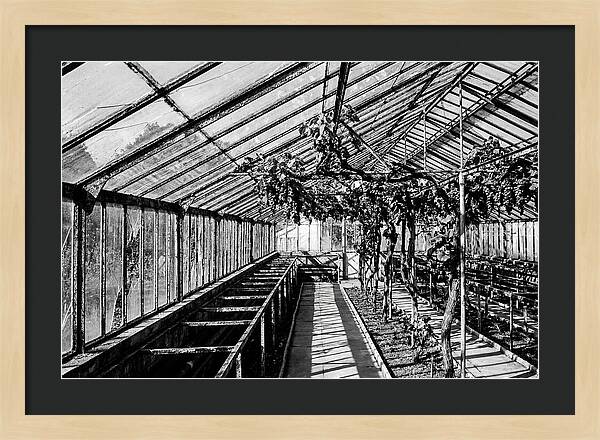Old Garden Glasshouse With Grapes Growing