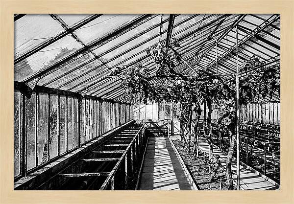 Old Garden Glasshouse With Grapes Growing