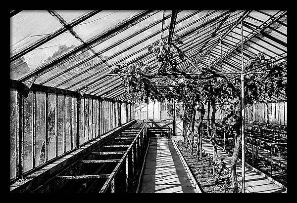 Old Garden Glasshouse With Grapes Growing