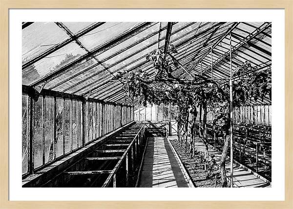 Old Garden Glasshouse With Grapes Growing