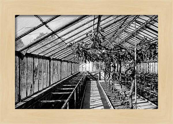 Old Garden Glasshouse With Grapes Growing