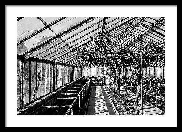 Old Garden Glasshouse With Grapes Growing