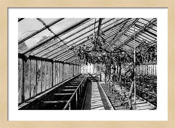 Old Garden Glasshouse With Grapes Growing