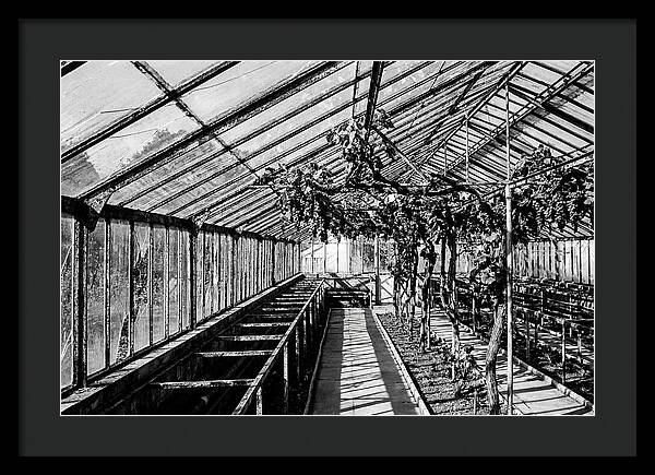 Old Garden Glasshouse With Grapes Growing