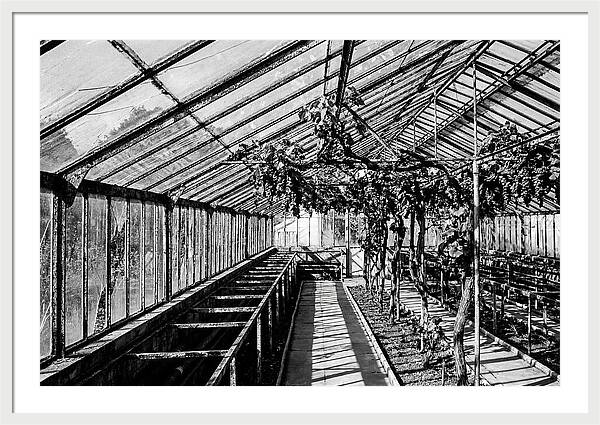 Old Garden Glasshouse With Grapes Growing