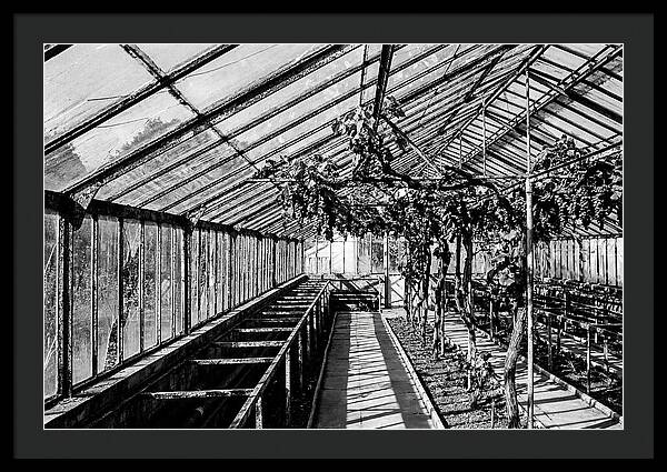Old Garden Glasshouse With Grapes Growing