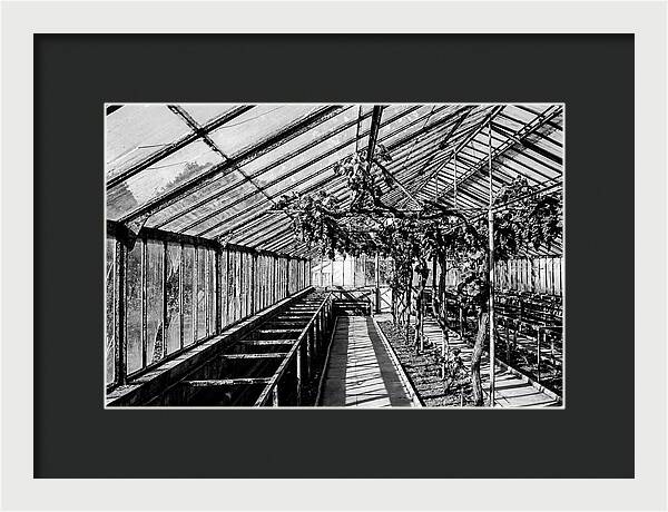 Old Garden Glasshouse With Grapes Growing
