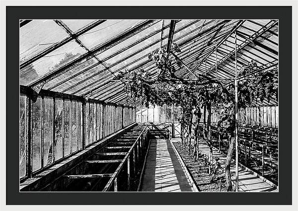 Old Garden Glasshouse With Grapes Growing